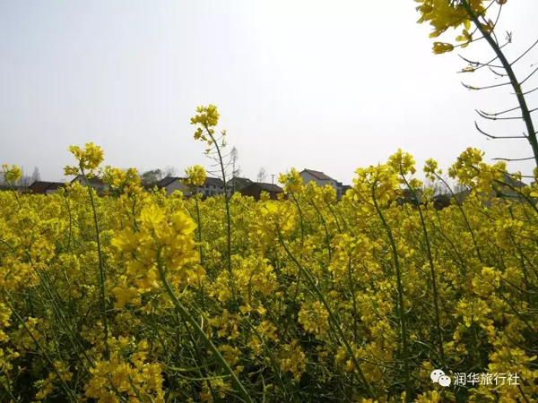 汉中：油菜花开了